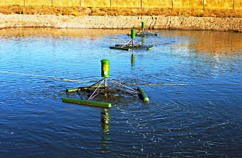 Hog Lagoon - Central Alberta, Canada