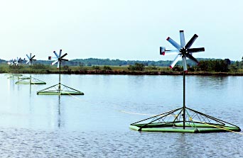 Hog processing facility sewage lagoon, Illinois, USA